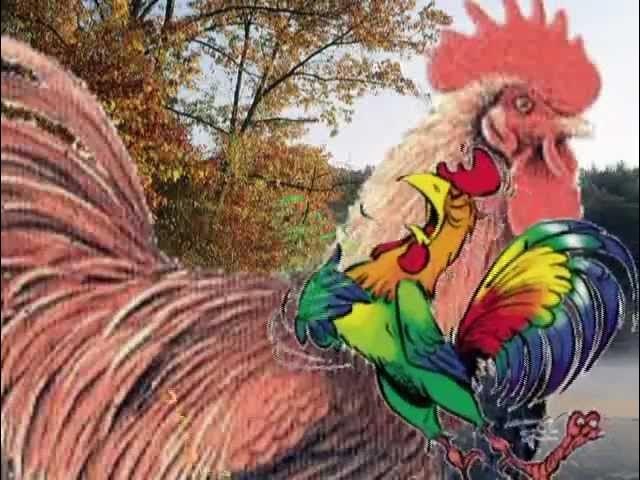 Le coq est mort