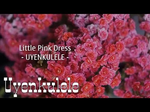 Little Pink Dress