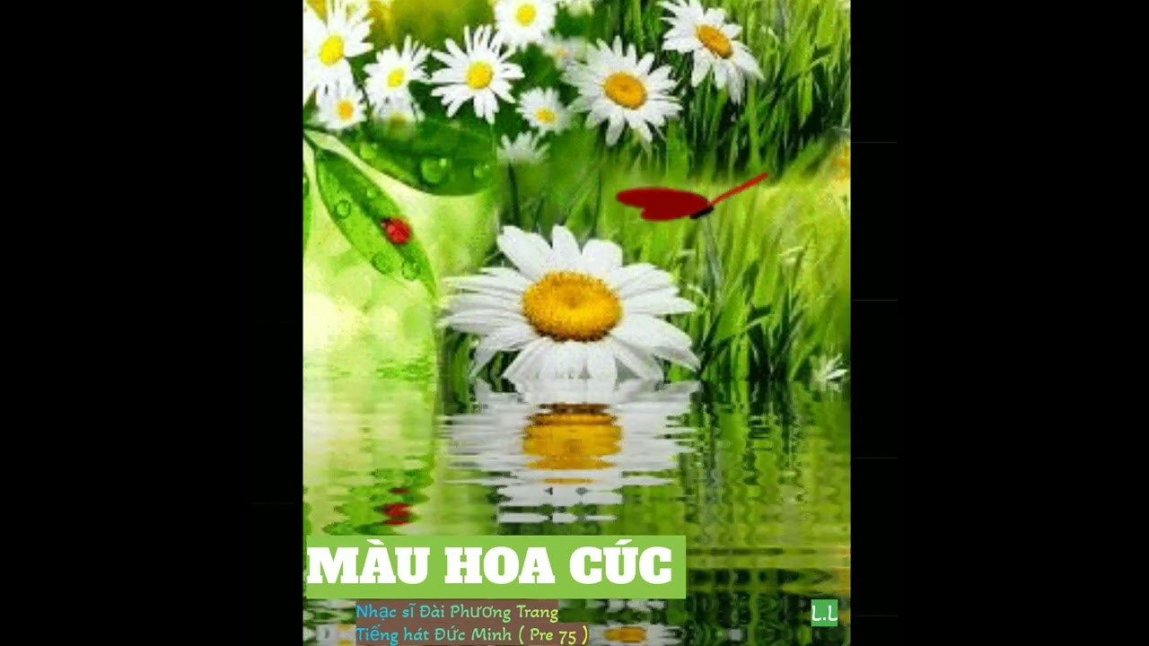Màu hoa cúc
