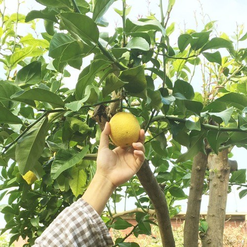 Mấy Đứa Chanh Của Tôi