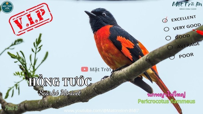 MỘT MAI VỀ LẠI SÀIGÒN
