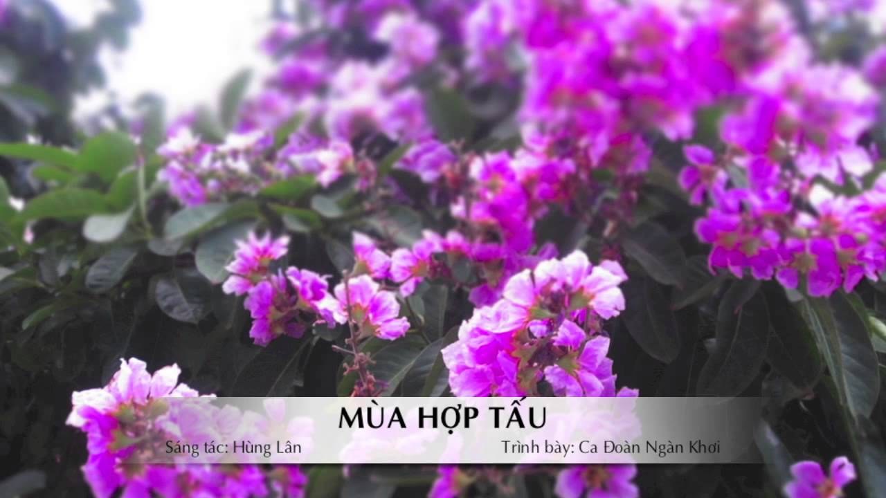 Mùa hợp tấu