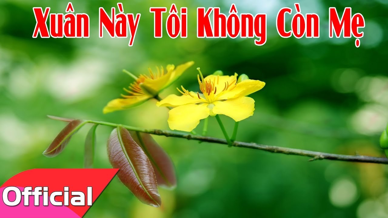 Mùa xuân này tôi không còn mẹ 