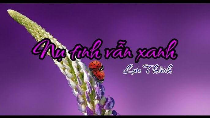 NỤ TÌNH VẪN XANH