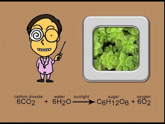 Photosynthesis Song