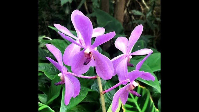 TẾT PHƯƠNG XA