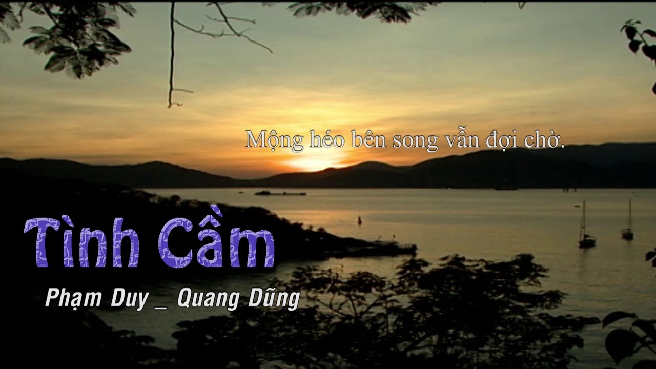Tình cầm