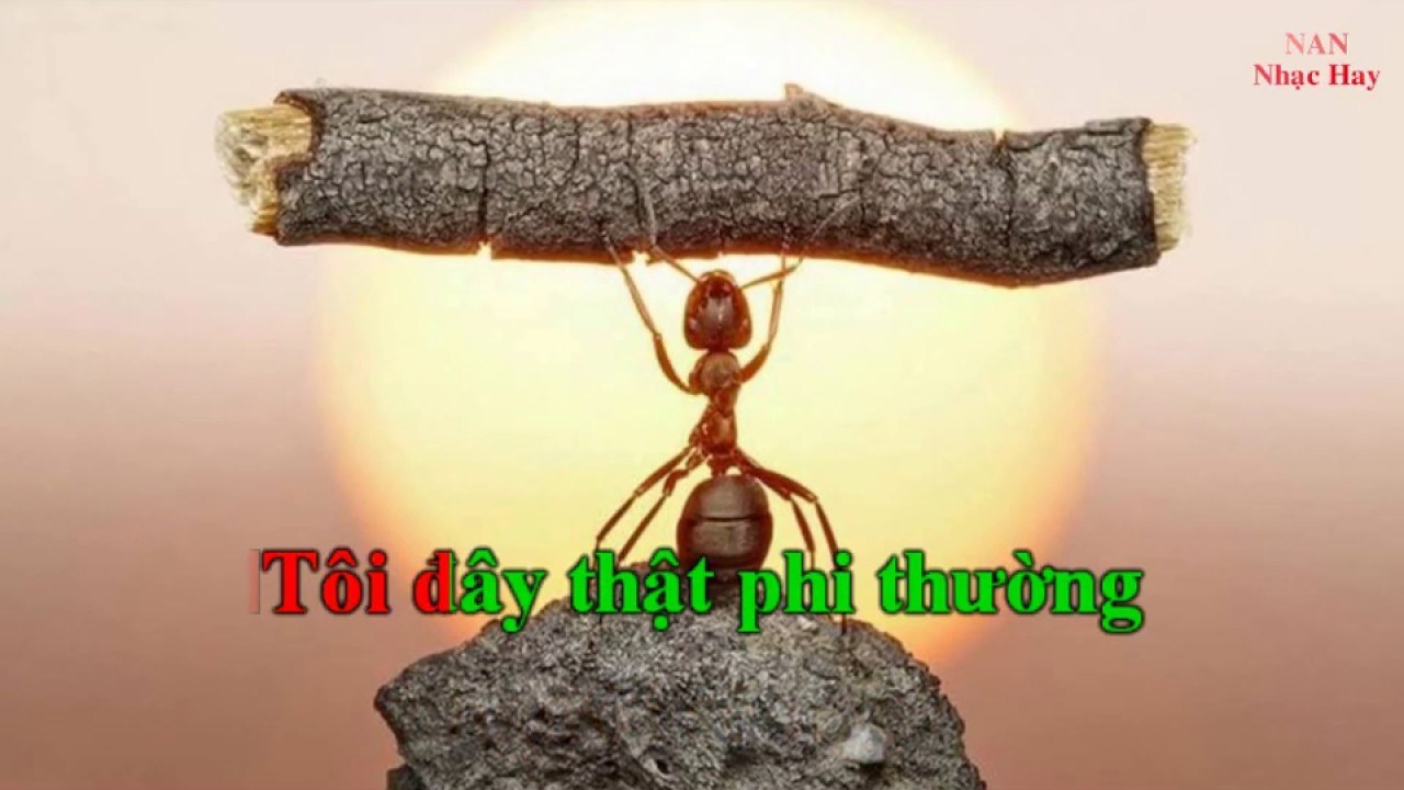 Tôi thật phi thường ( Siêu trí tuệ)