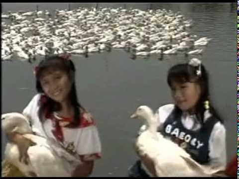 Vịt Trong Ao