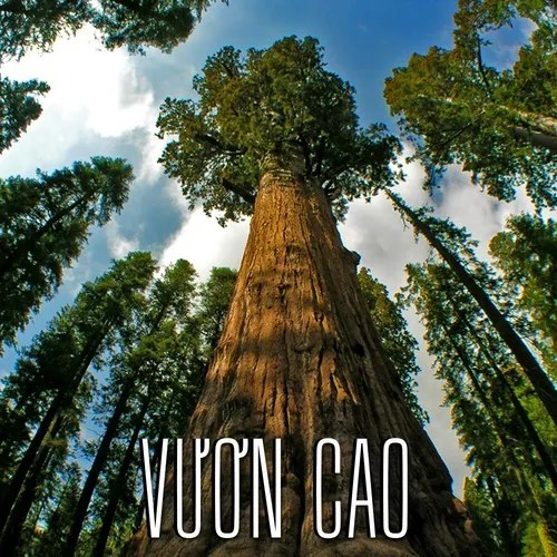 Vươn Cao Việt Nam