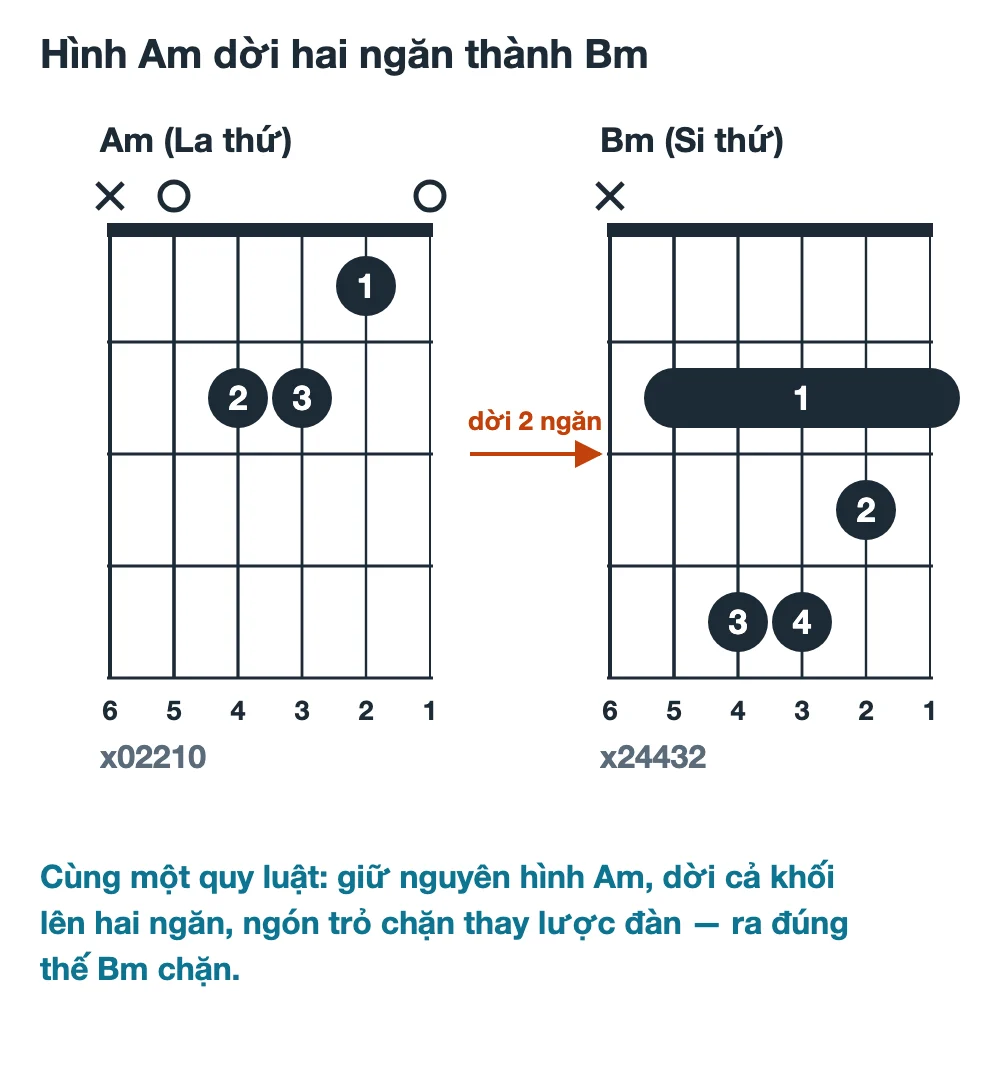 Sơ đồ hợp âm Am và hợp âm Bm chặn đặt cạnh nhau với mũi tên cho thấy hình của Am dời lên hai ngăn thành thế Bm chặn năm dây