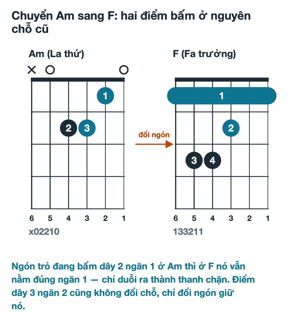 Sơ đồ hợp âm Am và hợp âm F chặn đặt cạnh nhau, tô nổi dây 2 ngăn 1 và dây 3 ngăn 2 là hai điểm bấm giữ nguyên vị trí khi chuyển